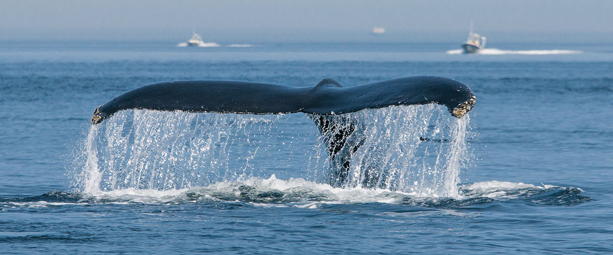 Whale watching in Tadoussac